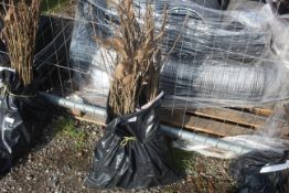 Approx. 100 Sweet Chestnut hedging plants - this l