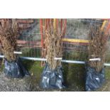 Approx. 100 Hornbeam hedging plants - this lot is