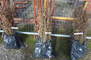 Approx. 100 Hornbeam hedging plants - this lot is