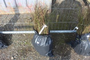 Approx. 100 Dog Rose hedging plants - this lot is