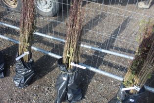 Approx. 100 Hawthorn hedging plants - this lot is