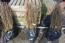 Approx. 100 Oak hedging trees - this lot is subjec
