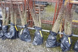 Approx. 100 Hawthorn hedging plants (this lot is s