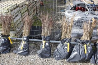 Approx. 100 Blackthorn hedging plants (this lot is