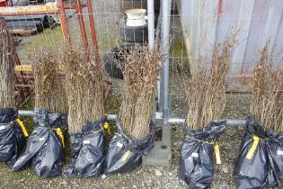 Approx. 100 Hornbeam hedging plants (this lot is