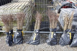 Approx. 100 Blackthorn hedging plants (this lot is