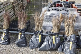 Approx. 100 Sweet Chestnut hedging plants (this lo