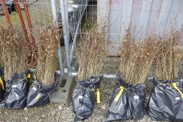Approx. 100 Hornbeam hedging plants (this lot is