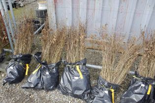 Approx. 100 Hornbeam hedging plants (this lot is