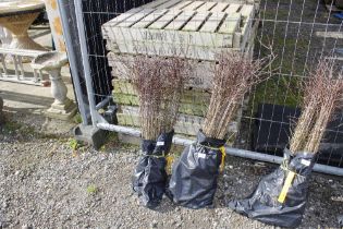 Approx. 100 Blackthorn hedging plants (this lot is