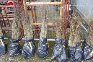 Approx. 100 Hawthorn hedging plants (this lot is s