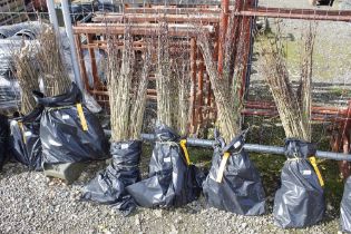 Approx. 100 Hawthorn hedging plants (this lot is s