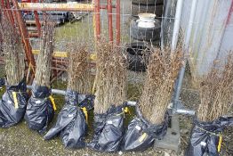 Approx. 100 Hornbeam hedging plants (this lot is