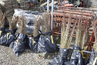 Approx. 100 Sweet Chestnut hedging plants (this lo