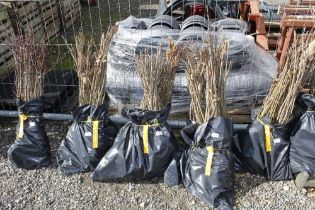 Approx. 100 Sweet Chestnut hedging plants (this lo