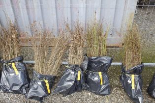 Approx. 100 Hornbeam hedging plants (this lot is