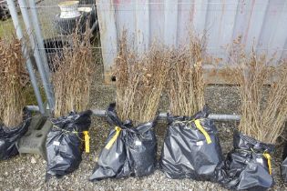 Approx. 100 Hornbeam hedging plants (this lot is