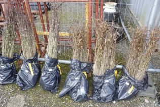 Approx. 100 Hornbeam hedging plants (this lot is