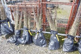 Approx. 100 Hawthorn hedging plants (this lot is s
