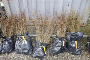 Approx. 100 Hornbeam hedging plants (this lot is