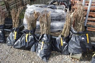 Approx. 100 Sweet Chestnut hedging plants (this lo