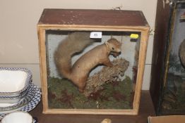 A cased and preserved red squirrel