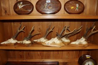 Six roe deer antler hunting trophy's