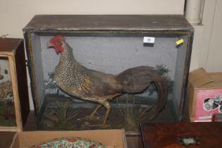 A cased and preserved cockerel