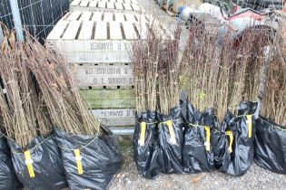 Approx. 100 hawthorn hedging plants. This lot is s