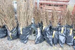 Approx. 100 hornbeam hedging plants. This lot is s