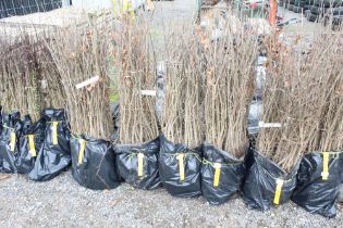 Approx. 100 oak hedging plants. This lot is subjec