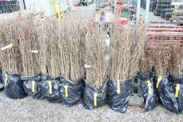 Approx. 100 oak hedging plants. This lot is subjec