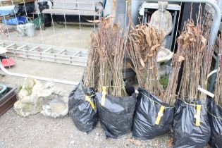 Approx. 100 sweet chestnut hedging plants. This lo