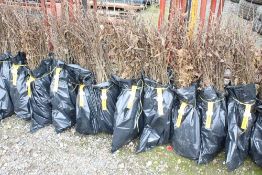 Approx. 100 hornbeam hedging plants. This lot is s