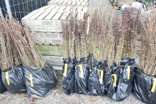 Approx. 100 hawthorn hedging plants. This lot is s