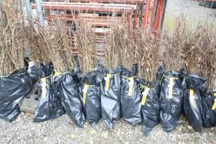 Approx. 100 hornbeam hedging plants. This lot is s