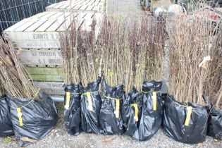 Approx. 100 hawthorn hedging plants. This lot is s