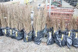 Approx. 100 oak hedging plants. This lot is subject to VAT on the hammer price
