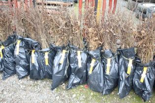 Approx. 100 hornbeam hedging plants. This lot is s