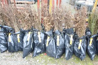 Approx. 100 hornbeam hedging plants. This lot is s