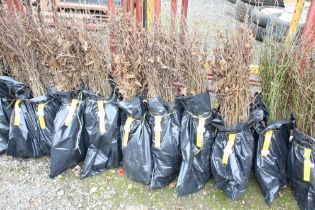 Approx. 100 hornbeam hedging plants. This lot is s