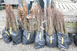 Approx. 100 sweet chestnut hedging plants. This lo