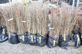 Approx. 100 oak hedging plants. This lot is subjec