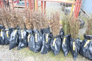 Approx. 100 hornbeam hedging plants. This lot is s