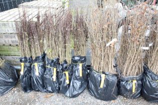 Approx. 100 hawthorn hedging plants. This lot is s