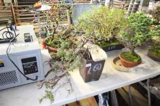 A cascading bonsai tree