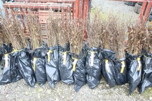 Approx. 100 hornbeam hedging plants. This lot is s