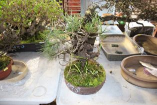 A bonsai tree in pottery planter