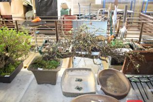 A bonsai tree in pottery planter