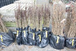 Approx. 100 hawthorn hedging plants. This lot is s